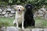 LABRADOR 864